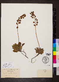 Pyrola picta image