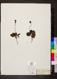 Pyrola minor image