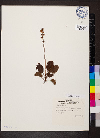 Pyrola minor image