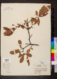 Rhododendron prinophyllum image