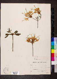 Rhododendron canescens image