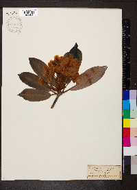 Rhododendron maximum image