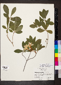 Rhododendron arborescens image