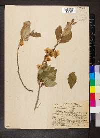 Rhododendron albiflorum image