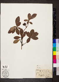 Rhododendron arborescens image