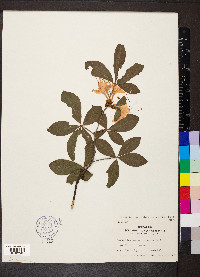 Rhododendron calendulaceum image