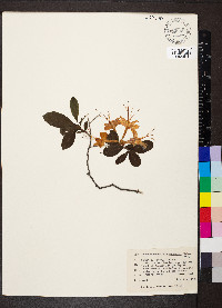 Rhododendron calendulaceum image