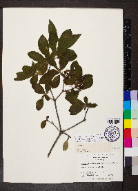 Rhododendron calendulaceum image