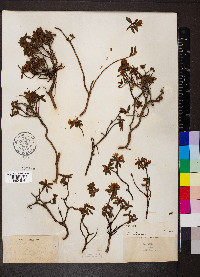 Rhododendron lapponicum image
