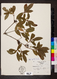 Rhododendron periclymenoides image