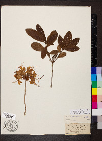 Rhododendron periclymenoides image