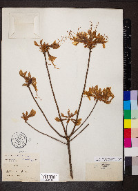Rhododendron periclymenoides image