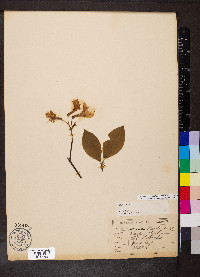 Rhododendron periclymenoides image