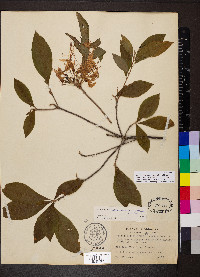 Rhododendron prinophyllum image