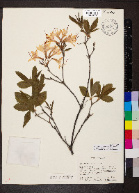 Rhododendron prinophyllum image