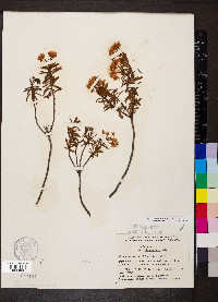Rhododendron tomentosum image