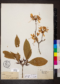 Rhododendron vaseyi image