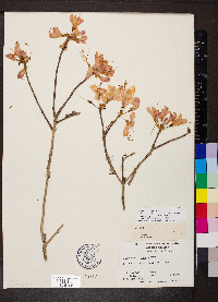 Rhododendron vaseyi image