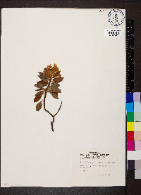 Rhododendron ferrugineum image