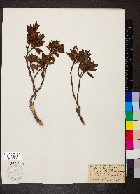 Rhododendron ferrugineum image