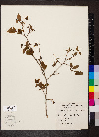Vaccinium stamineum var. neglectum image