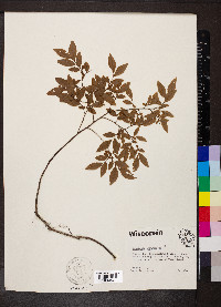 Vaccinium angustifolium image