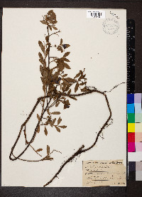 Vaccinium angustifolium image