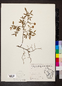 Vaccinium angustifolium image