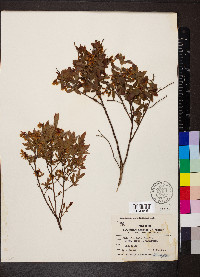 Vaccinium angustifolium image