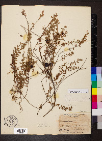 Vaccinium macrocarpon image