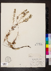 Vaccinium macrocarpon image