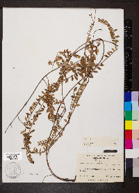 Vaccinium crassifolium image