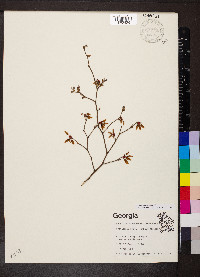 Vaccinium fuscatum image