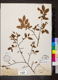 Vaccinium fuscatum image