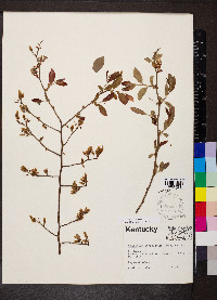 Vaccinium fuscatum image