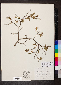 Vaccinium fuscatum image