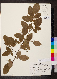 Vaccinium fuscatum image