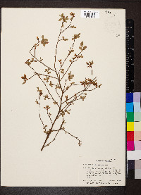 Vaccinium elliottii image