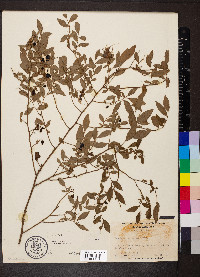 Vaccinium elliottii image