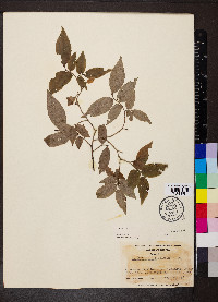 Vaccinium erythrocarpum image