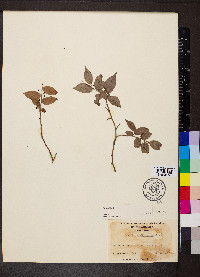 Vaccinium erythrocarpum image