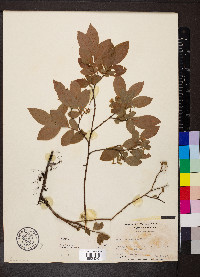 Vaccinium hirsutum image