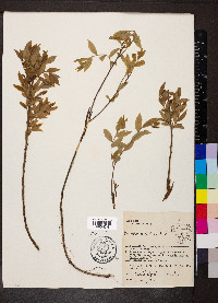 Vaccinium myrtilloides image