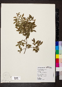 Vaccinium myrtilloides image