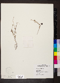 Vaccinium oxycoccos image