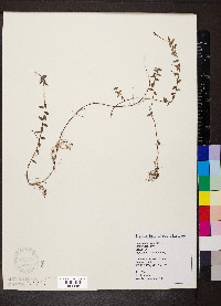 Vaccinium oxycoccos image