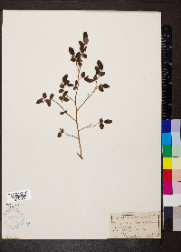 Vaccinium parvifolium image