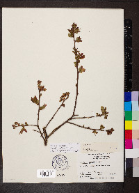 Vaccinium simulatum image