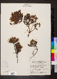 Vaccinium uliginosum image