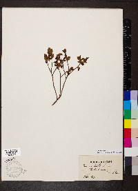 Vaccinium myrtillus image